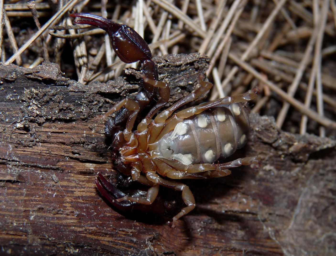 Euscorpius flavicaudis sotto le cortecce